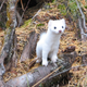 An ermine with its white winter fur.